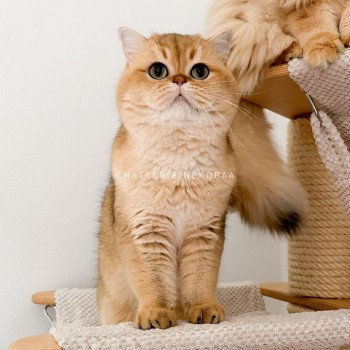 chat British Shorthair black golden shaded Yuuki Chatterie Nekobaa chat British Shorthair black golden shaded Yuuki Chatterie Nekobaa