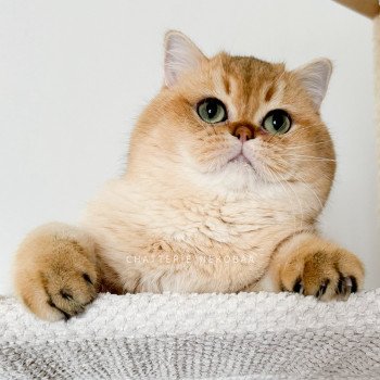 chat British Shorthair black golden shaded Yuuki Chatterie Nekobaa chat British Shorthair black golden shaded Yuuki Chatterie Nekobaa