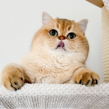 chat British Shorthair black golden shaded Yuuki Chatterie Nekobaa chat British Shorthair black golden shaded Yuuki Chatterie Nekobaa