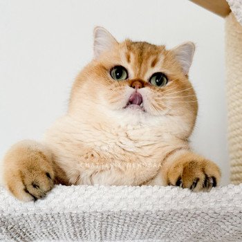 Yuuki Mâle British Shorthair