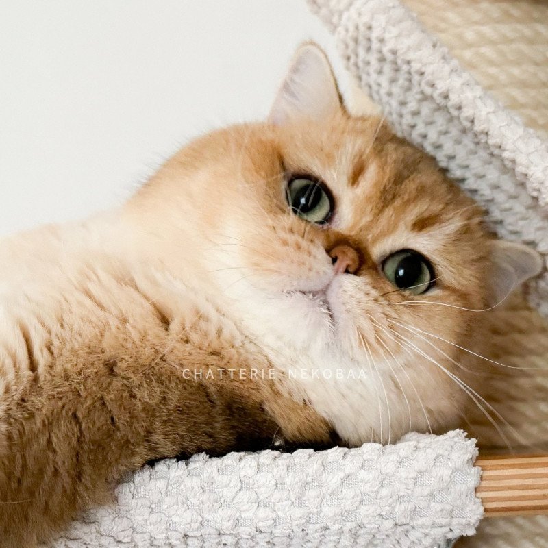 Pochi de Nekobaa, British longhair black golden blotched tabby