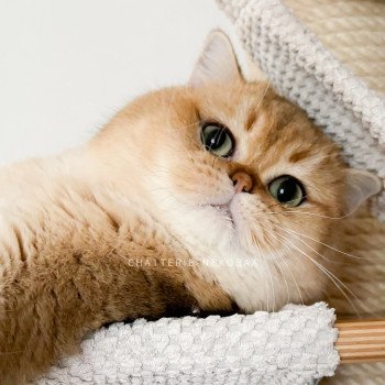chat British Shorthair black golden shaded Yuuki Chatterie Nekobaa chat British Shorthair black golden shaded Yuuki Chatterie Nekobaa