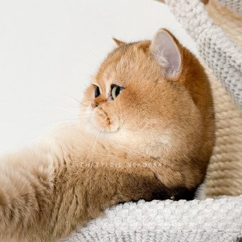 chat British Shorthair black golden shaded Yuuki Chatterie Nekobaa chat British Shorthair black golden shaded Yuuki Chatterie Nekobaa