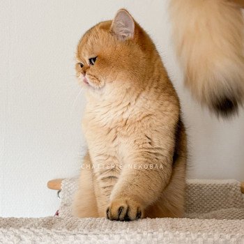 chat British Shorthair black golden shaded Yuuki Chatterie Nekobaa chat British Shorthair black golden shaded Yuuki Chatterie Nekobaa
