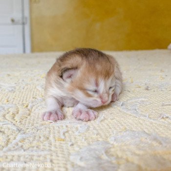 chaton British Shorthair brown (black golden) ticked tabby Zabuza Chatterie Nekobaa