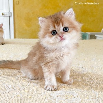 chaton British Longhair brown (black golden) ticked tabby Zabuza Chatterie Nekobaa