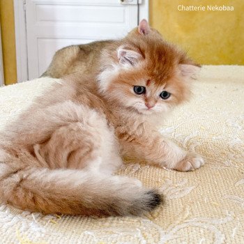 chaton British Longhair brown (black golden) ticked tabby Zabuza Chatterie Nekobaa