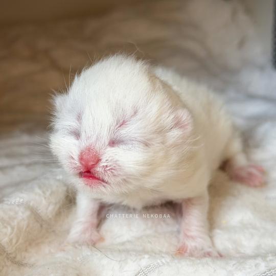 Zanka Mâle British Shorthair