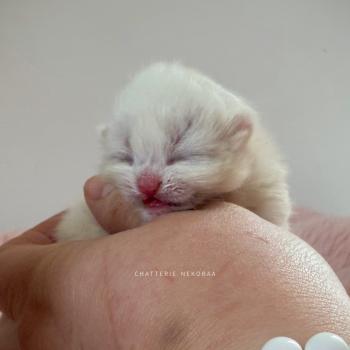 chaton British Shorthair seal golden shaded point Zanka Chatterie Nekobaa