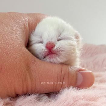 chaton British Shorthair seal golden shaded point Zanka Chatterie Nekobaa