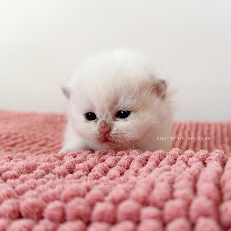 Zanka Mâle British Shorthair