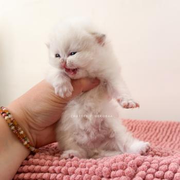 chaton British Shorthair seal golden shaded point Zanka Chatterie Nekobaa