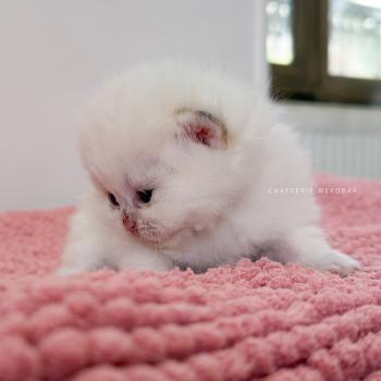 chaton British Shorthair seal golden shaded point Zanka Chatterie Nekobaa