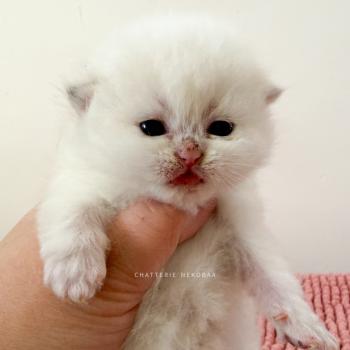 chaton British Shorthair seal golden shaded point Zanka Chatterie Nekobaa