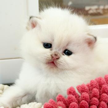 Zanka Mâle British Shorthair