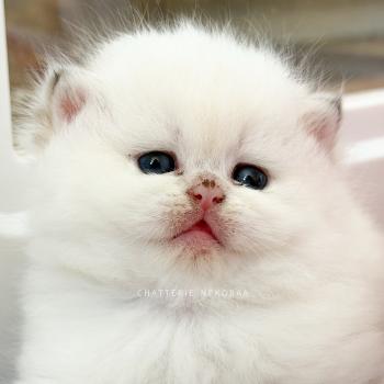 chaton British Shorthair seal golden shaded point Zanka Chatterie Nekobaa