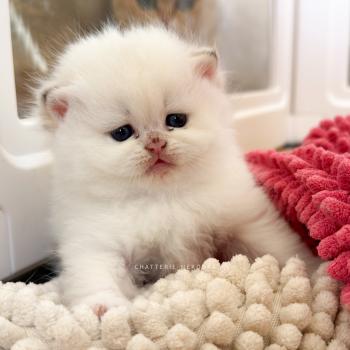 chaton British Shorthair seal golden shaded point Zanka Chatterie Nekobaa