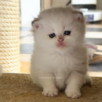 chaton British Shorthair seal golden shaded point Zanka Chatterie Nekobaa