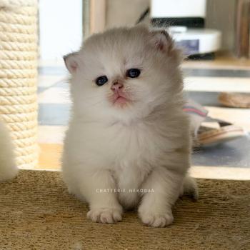 chaton British Shorthair seal golden shaded point Zanka Chatterie Nekobaa