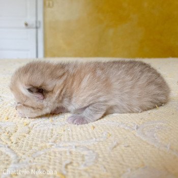 chaton British Shorthair brown (black golden) mackerel tabby Zelda Chatterie Nekobaa