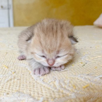 chaton British Shorthair brown (black golden) mackerel tabby Zelda Chatterie Nekobaa