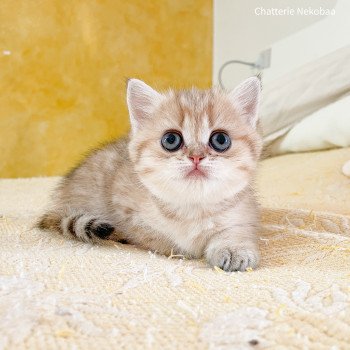 chaton British Shorthair brown (black golden) mackerel tabby Zelda Chatterie Nekobaa