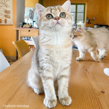 chaton British Shorthair brown (black golden) mackerel tabby Zelda (Super Zelda) Chatterie Nekobaa