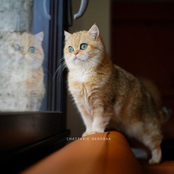 chat British Shorthair black golden blotched tabby Zeniba Chatterie Nekobaa chat British Shorthair black golden blotched tabby Zeniba Chatterie Nekobaa