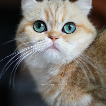 chat British Shorthair black golden blotched tabby Zeniba Chatterie Nekobaa chat British Shorthair black golden blotched tabby Zeniba Chatterie Nekobaa
