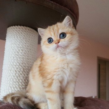 chat British Shorthair brown (black golden) blotched tabby Zeniba Chatterie Nekobaa