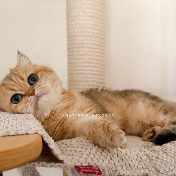 chat British Shorthair black golden blotched tabby Zeniba Chatterie Nekobaa