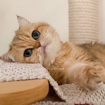 chat British Shorthair black golden blotched tabby Zeniba Chatterie Nekobaa