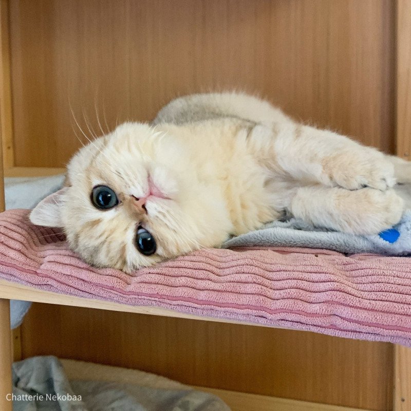 Zeniba Femelle British Shorthair