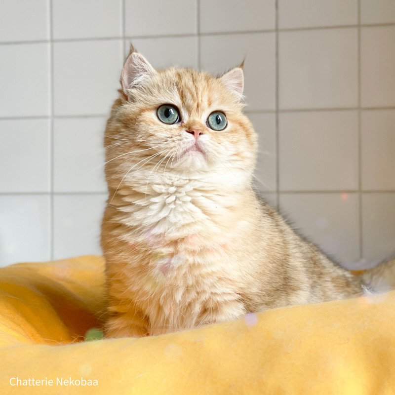 Zeniba Femelle British Shorthair