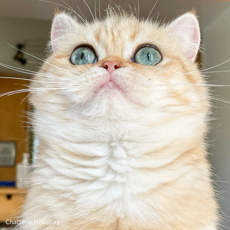 Zeniba Femelle British Shorthair