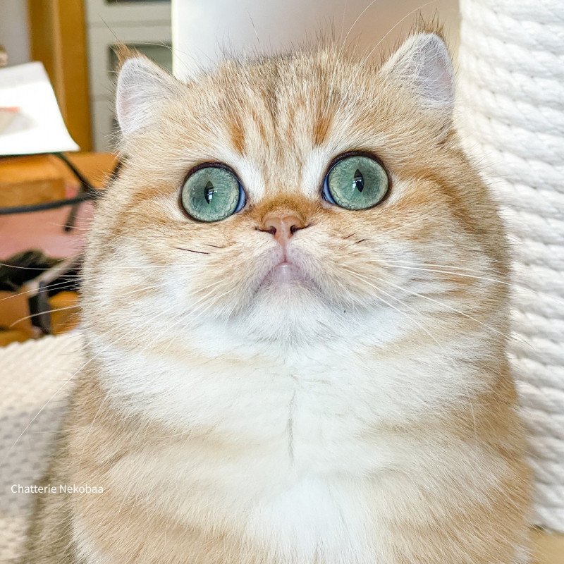 Zeniba Femelle British Shorthair Zeniba Femelle British Shorthair