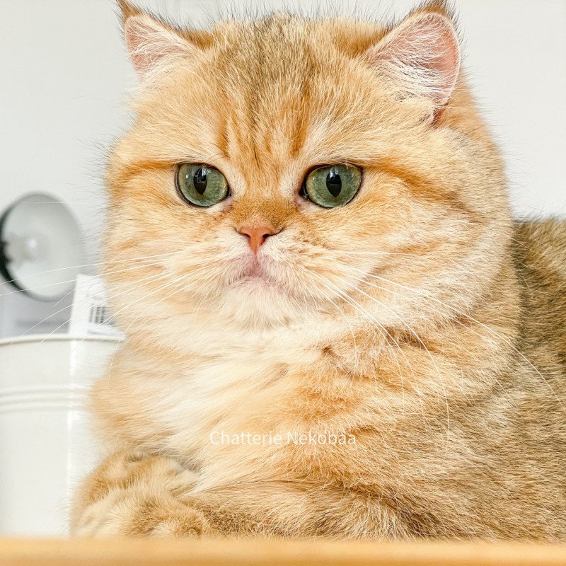 Zéni Femelle British Shorthair