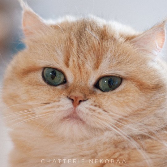 zeniba british shorthair