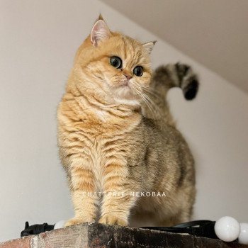 chat British Shorthair black golden blotched tabby Zeniba Chatterie Nekobaa