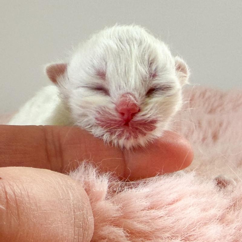 Zhen Femelle British Longhair