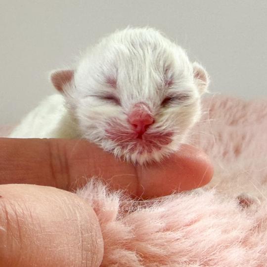 Zhen Femelle British Longhair