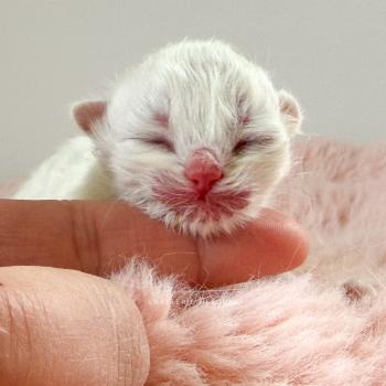 chaton British Shorthair seal golden shaded point Zhen Chatterie Nekobaa