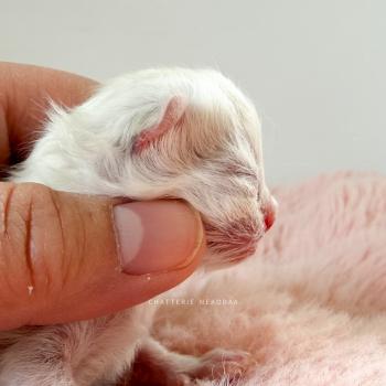 chaton British Shorthair seal golden shaded point Zhen Chatterie Nekobaa