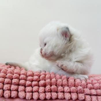 chaton British Longhair seal golden shaded point Zhen Chatterie Nekobaa