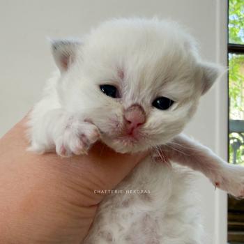 chaton British Longhair seal golden shaded point Zhen Chatterie Nekobaa