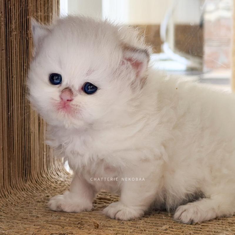 Brioche Zhen Femelle British Longhair
