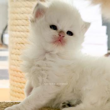 chaton British Longhair seal golden shaded point Zhen Chatterie Nekobaa