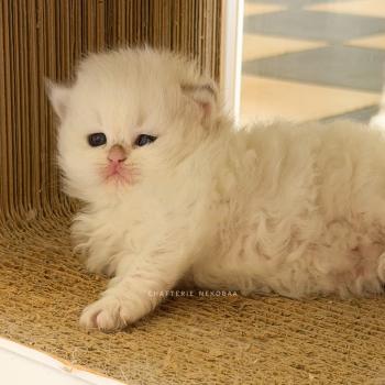 chaton British Longhair seal golden shaded point Zhen Chatterie Nekobaa