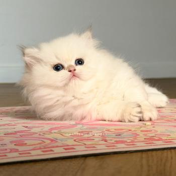 Brioche Zhen Femelle British Longhair