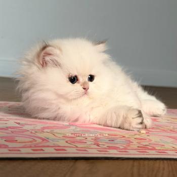 chaton British Longhair seal golden shaded point Brioche Zhen Chatterie Nekobaa